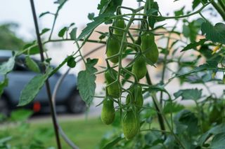 Baby tomatoes grow in the community memorial garden, as cars pass by on Grand Avenue in the background.