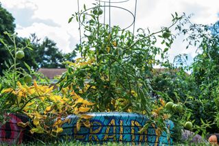 tomato plants growing out of a painted tire