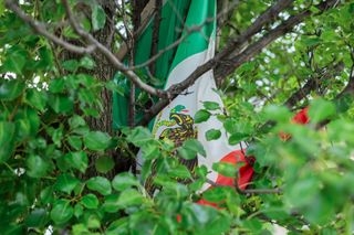A Mexican flag partially obscured by the branches of a tree where it hangs